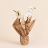 Media 4 - White Orchid - Premium Orchid Plant