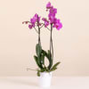 Media 1 - Pink Orchid - Premium Orchid Plant