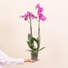 Media 2 - Pink Orchid - Premium Orchid Plant