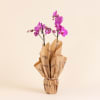 Media 3 - Pink Orchid - Premium Orchid Plant