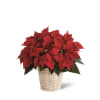 Media 1 - Red Poinsettia Basket Small