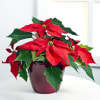 Media 1 - Red Poinsettia