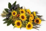 Media 1 - Sympathy SunFlowers