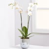 Media 1 - Orchid Plant