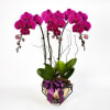 Media 1 - Royal prosperity Purple Phalaenopsis