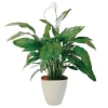 Media 1 - Spathiphyllum in pot