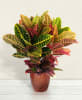 Media 1 - Croton