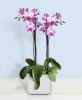 Media 1 - Orchid phalaenopsis
