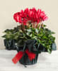 Media 1 - Red Cyclamen plant