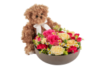 Media 1 - Celebrate and Teddy 250360