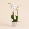 Media 1 - Orchidee Candide - Orchid
