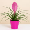Media 1 - Tillandsia plant