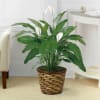 Media 1 - Tranquil Moments Peace Lily Plant