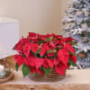Media 1 - Poinsettia basket