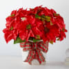 Media 1 - Happiest Holidays Poinsettia