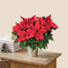 Media 1 - Poinsettia