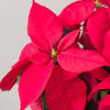 Media 2 - Poinsettia