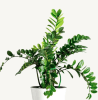 Media 1 - Zamioculcas ZZ