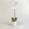 Media 1 - Moth Orchid