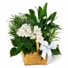 Media 1 - Peace And Serenity Dishgarden