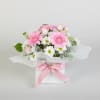 Media 1 - Sweet Gerberas
