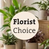 Media 1 - Arrangement of Plants