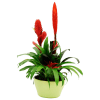 Media 1 - Bromelia