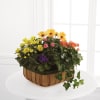 Media 1 - FTD Gentle Blossoms Basket