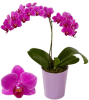 Media 1 - Orchid with One Branch