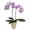 Media 1 - Two Branched Orchid in a Ceramic Pot