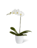 Media 1 - White Orchid Planter