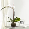 Media 1 - White Orchid Planter