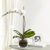 Media 1 - FTD White Orchid Planter