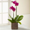 Media 1 - The FTD Fuchsia Phalaenopsis Orchid