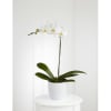 Media 1 - Orchid Plant