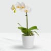 Media 1 - Phalaenopsis orchid in a pot.