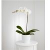 Media 1 - White Orchid Planter