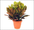 Media 1 - House green plant