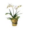 Media 1 - Single plant Orchid, white