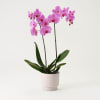 Media 1 - Single plant Phalaenopsis, pink