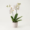 Media 1 - Single white plant Phalaenopsis