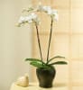 Media 1 - PHALEONOPSIS ORCHID PLAN IN POT WITH TWO STEMS