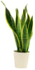 Media 1 - Sansevieria