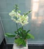 Media 1 - 3 Stems Orchid Plant