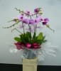 Media 1 - 5 Stems Orchid Plant