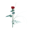 Media 1 - Single Red Rose