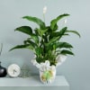 Media 1 - Spathiphyllum plant