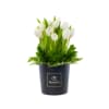 Media 3 - Rosatel Tulip Hatbox