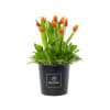 Media 4 - Rosatel Tulip Hatbox