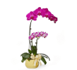 Media 1 - Phalaenopsis